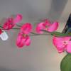orchidée rose pour décorer mon arche