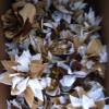 Fleurs voitures
