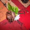 boutonniere marie